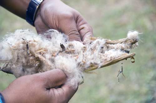 cotton plant prambanan-AsiaPhotoStock