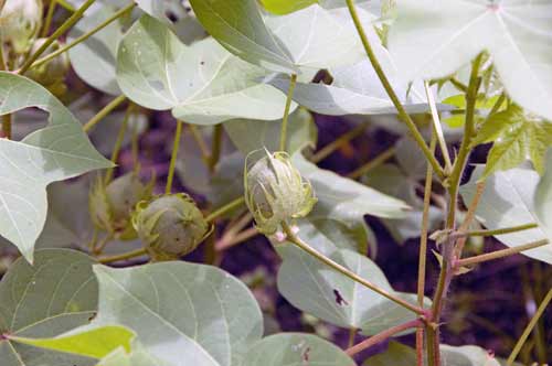 cotton shrub-AsiaPhotoStock