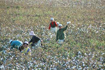 cotton-AsiaPhotoStock