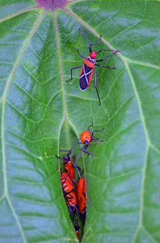 cotton stainer bugs-AsiaPhotoStock