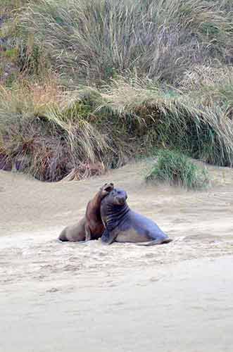 couple sea lions-AsiaPhotoStock