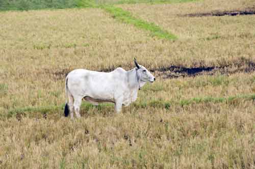 white carabao-AsiaPhotoStock