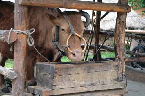 cow south korea-AsiaPhotoStock