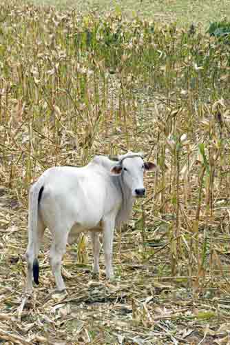 cow corn fields-AsiaPhotoStock