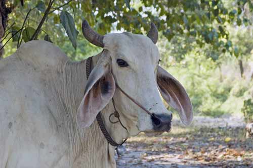 cow-AsiaPhotoStock