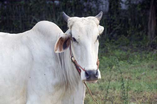 cambodian cow-AsiaPhotoStock