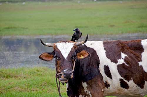 cow crow-AsiaPhotoStock