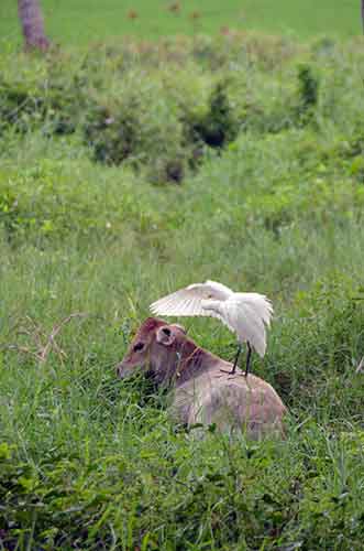 cow egret-AsiaPhotoStock