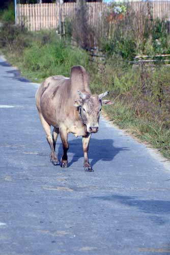 cow with hump-AsiaPhotoStock