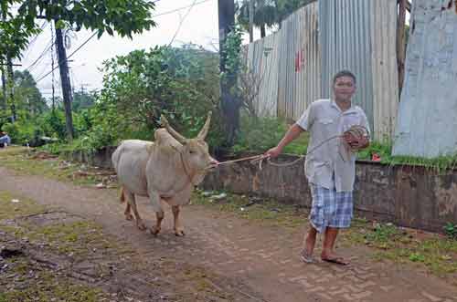 cow trang-AsiaPhotoStock