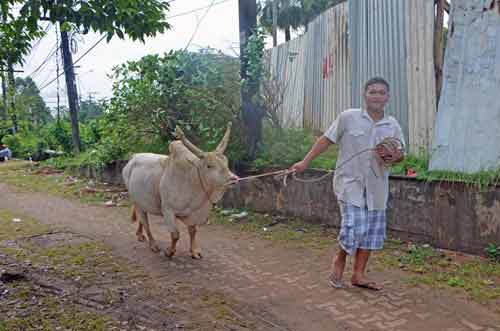 cow trang-AsiaPhotoStock