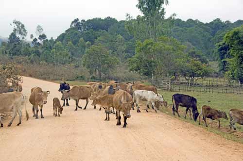 cows-AsiaPhotoStock