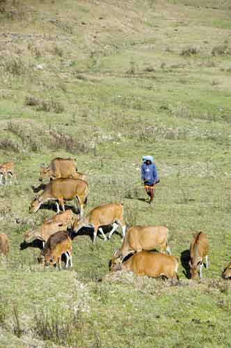 cows in field-AsiaPhotoStock