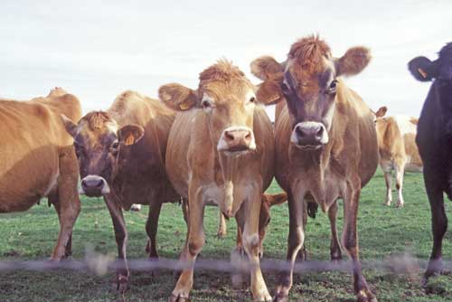 cows-AsiaPhotoStock