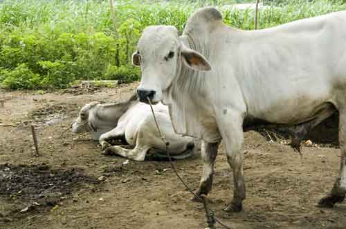 baka humped cows-AsiaPhotoStock