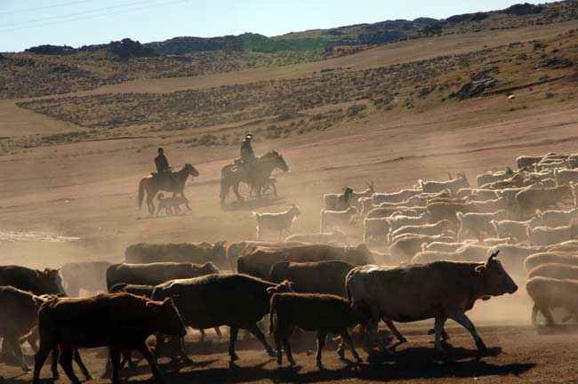 cowboys-AsiaPhotoStock