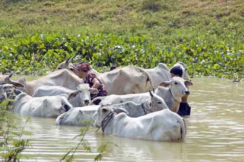 cows bathing-AsiaPhotoStock