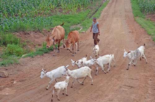 cows goats-AsiaPhotoStock