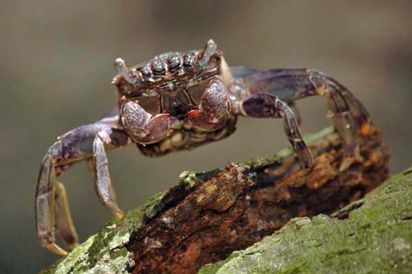 crab-AsiaPhotoStock