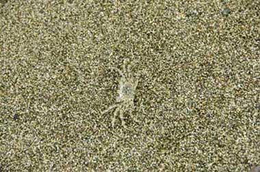 hidden crab-AsiaPhotoStock