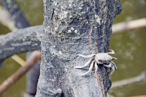 crab on tree-asia photo stock