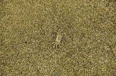 camouflaged crab-AsiaPhotoStock