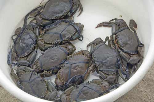 crabs alimango-AsiaPhotoStock