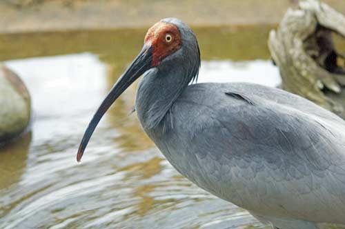 crested ibis-AsiaPhotoStock