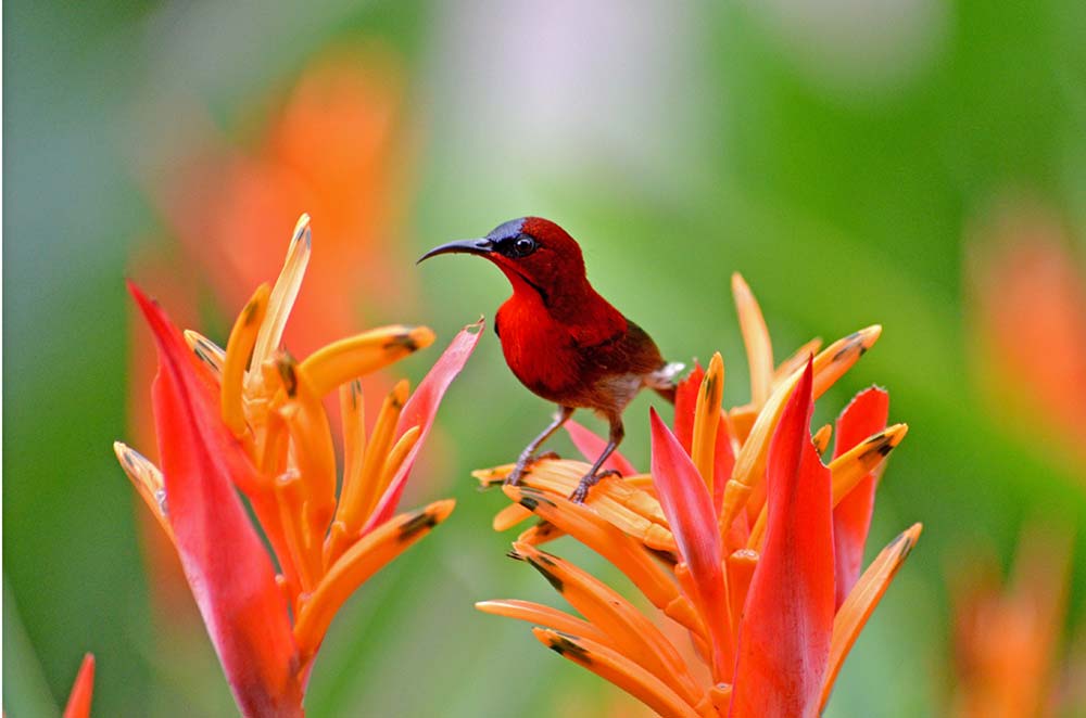red bird and heliconia-AsiaPhotoStock