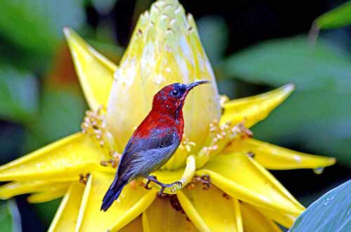 crimson on banana flower-AsiaPhotoStock