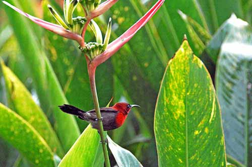 crimson bird-AsiaPhotoStock