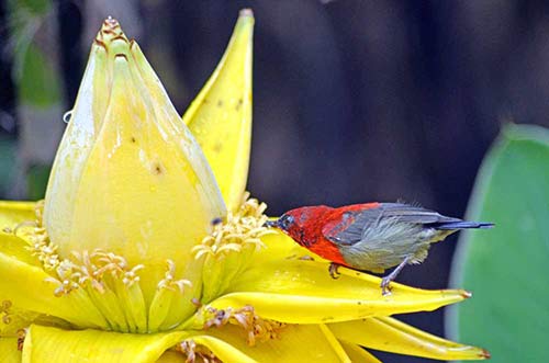 crimson nectar-AsiaPhotoStock