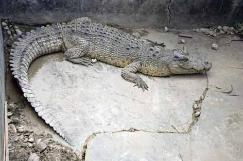 injured crocodile-AsiaPhotoStock