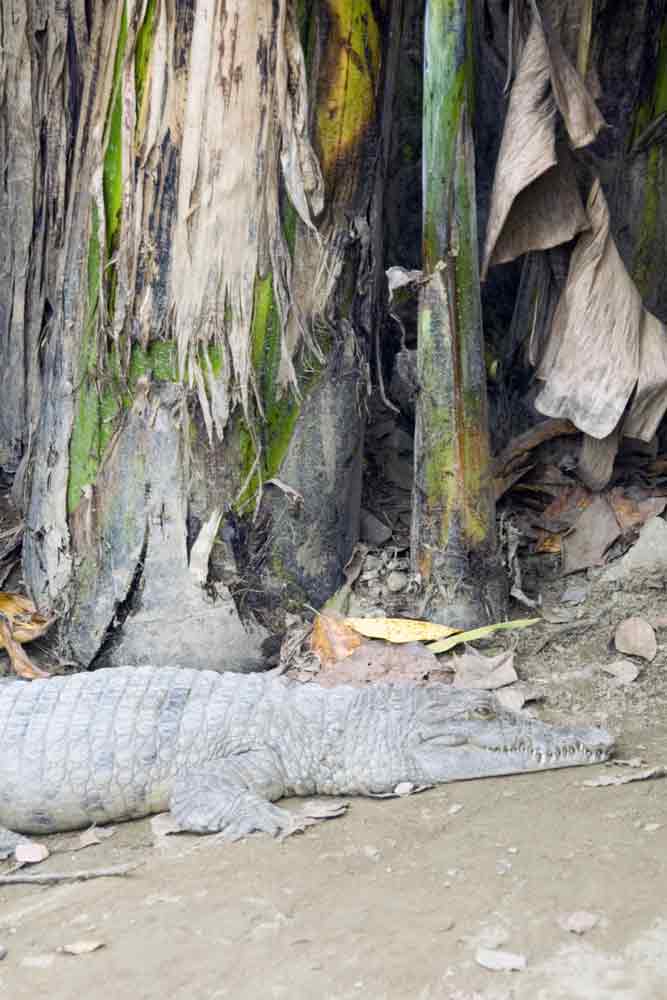 crocodile philippines-AsiaPhotoStock
