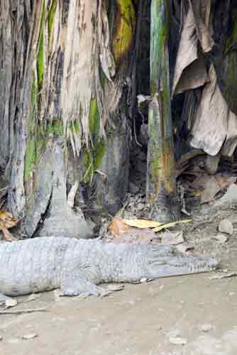 crocodile philippines-AsiaPhotoStock