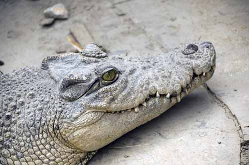 crocodile east timor-AsiaPhotoStock