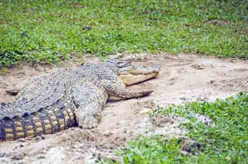 indonesian crocodile-AsiaPhotoStock
