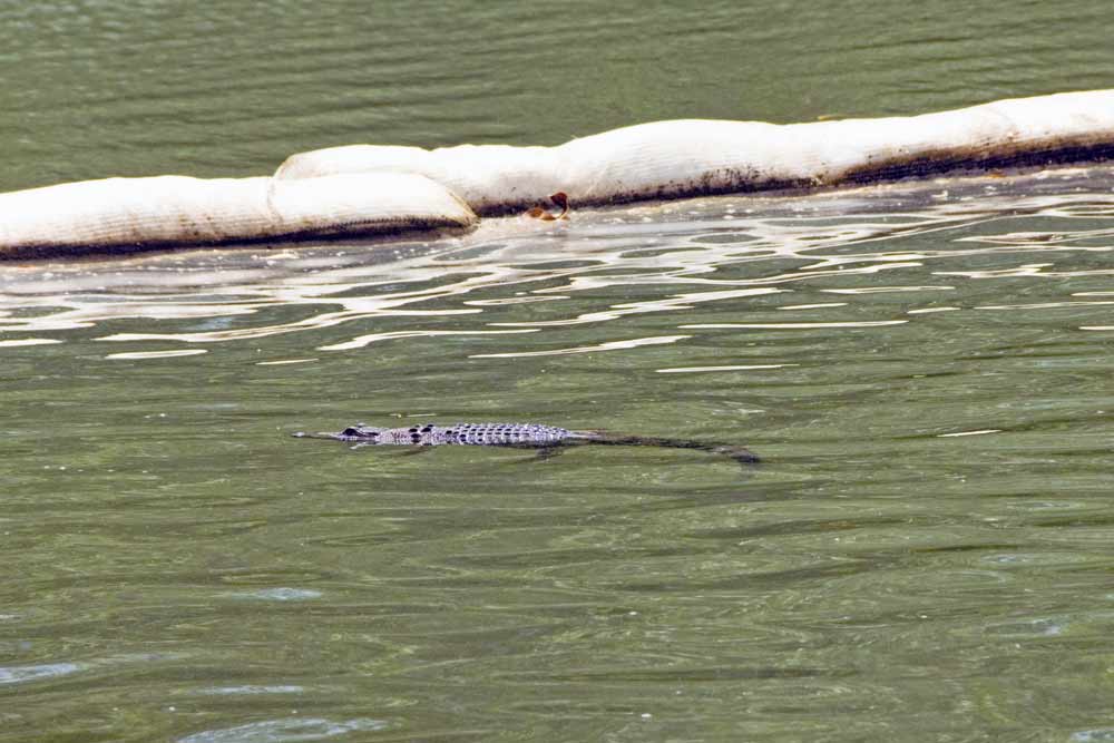 Crocodile swimming-AsiaPhotoStock