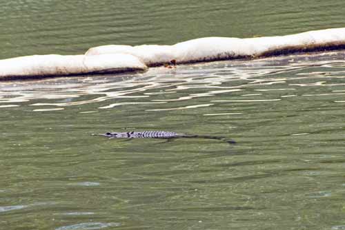 Crocodile swimming-AsiaPhotoStock