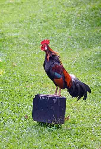 crowing chicken-AsiaPhotoStock