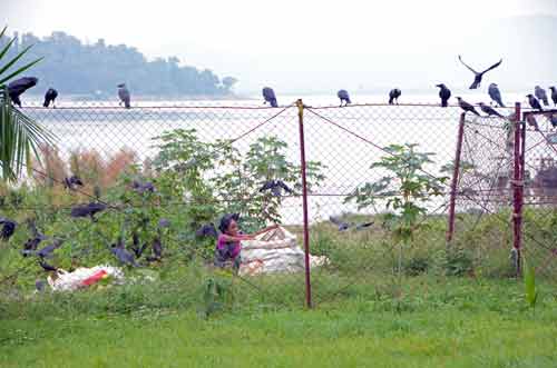 crows-AsiaPhotoStock