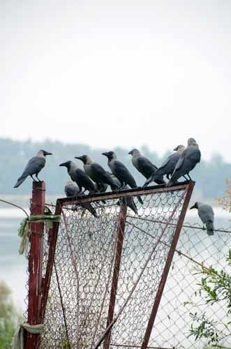 crows on fence-AsiaPhotoStock