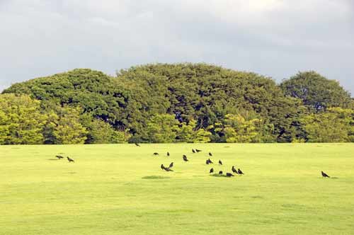 crows kenrokuen-AsiaPhotoStock