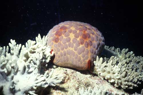 cushion star-AsiaPhotoStock