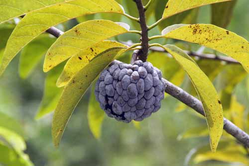 custard apple fruit-AsiaPhotoStock