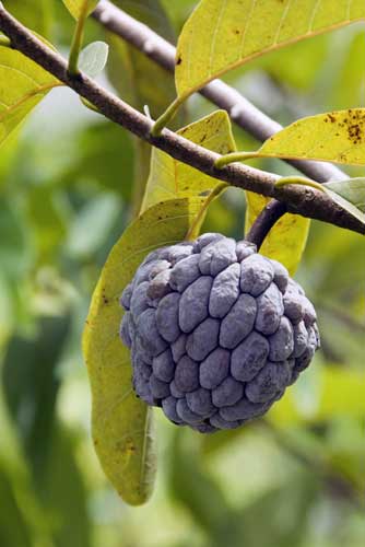 custard apple-AsiaPhotoStock