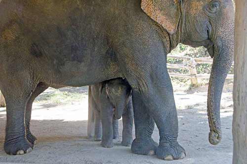 cute elephant-AsiaPhotoStock