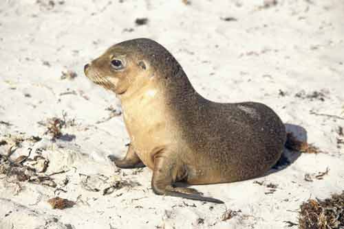 cute baby fur seal-AsiaPhotoStock