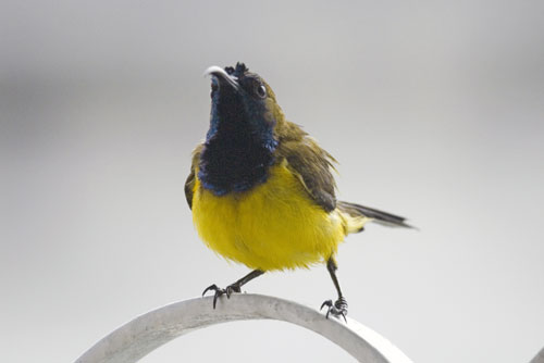 cute olive backed sunbird-AsiaPhotoStock