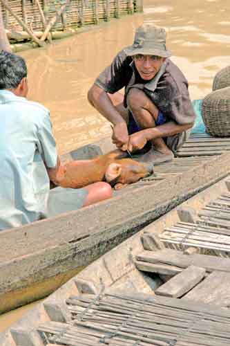 cutting the pig-AsiaPhotoStock